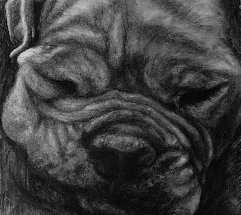 Portrait of bull dog
